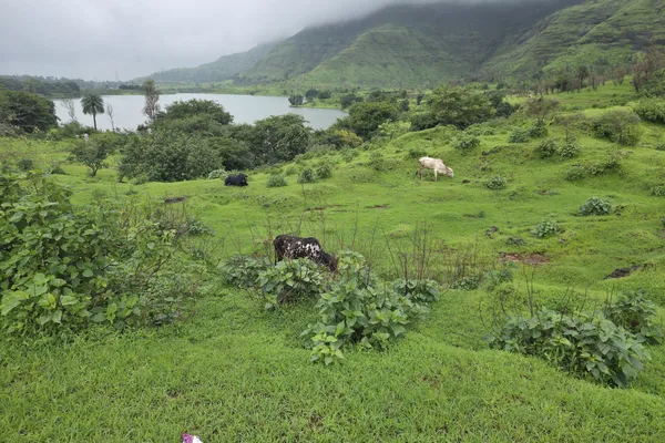 India - Photo 15