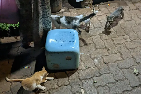 Mumbai - Photo 40