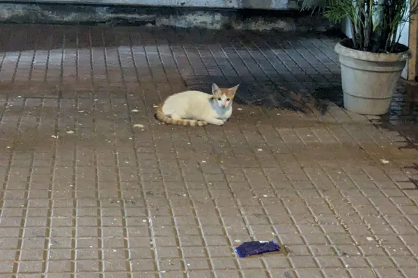 Mumbai - Photo 43